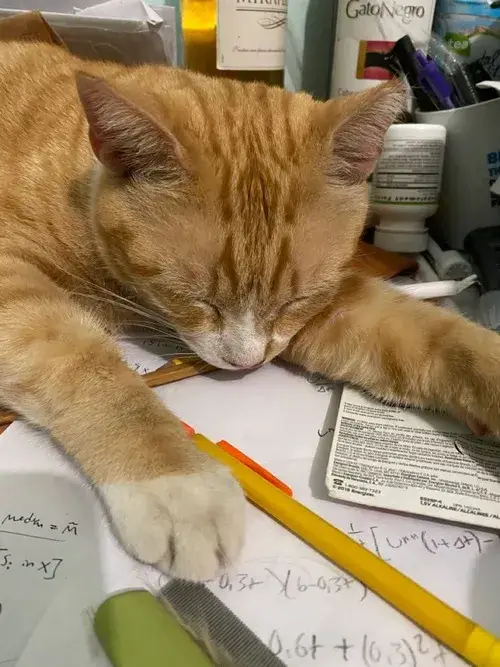 Full bộ 110+ Meme Mèo Ngủ trở thành biểu tượng của dân “ngủ bất chấp deadline”