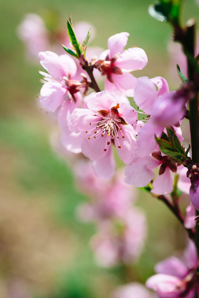 Peach blossoms bloom on a farm in Yamanashi