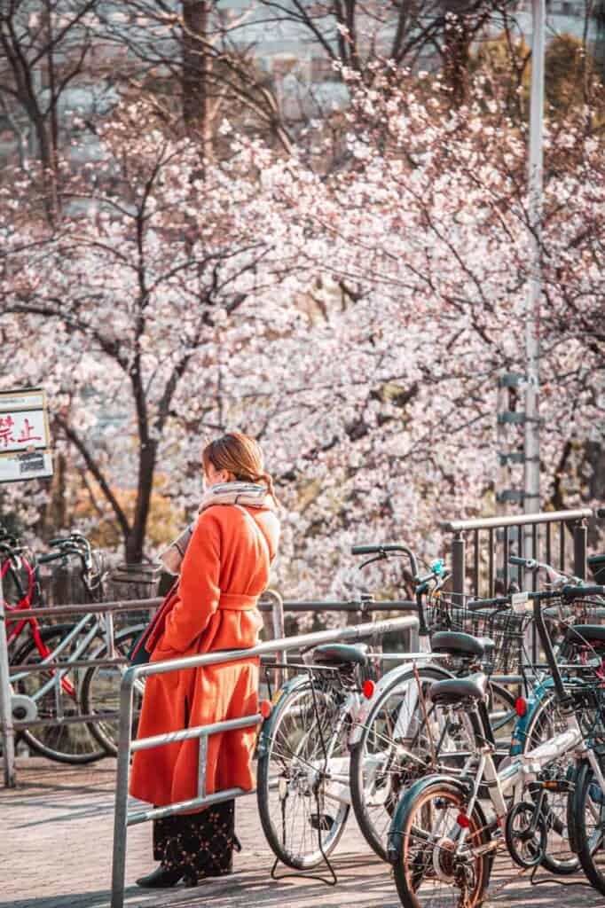 a girl waiting in front of some wonderful sakura flowers in Osaka