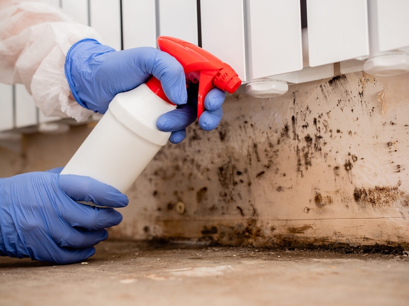 Nấm mốc là gì? Tác hại của nấm mốc đối với sức khỏe con người 5