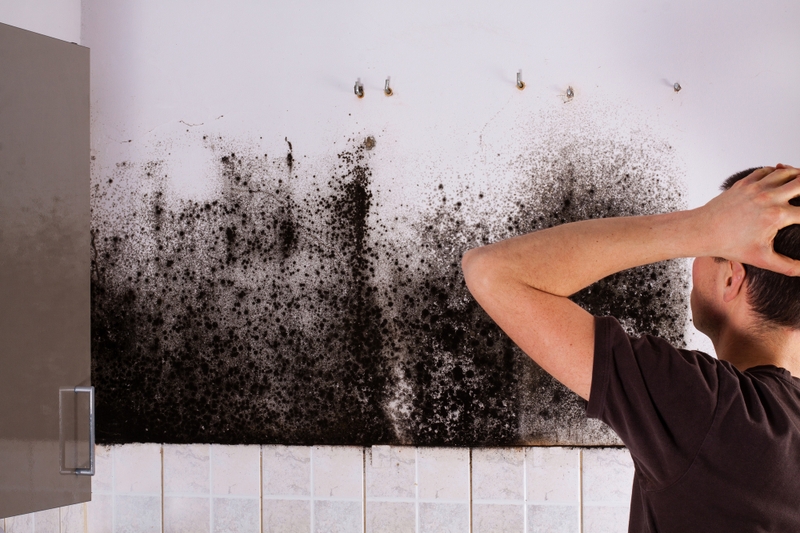 Nấm mốc là gì? Tác hại của nấm mốc đối với sức khỏe con người