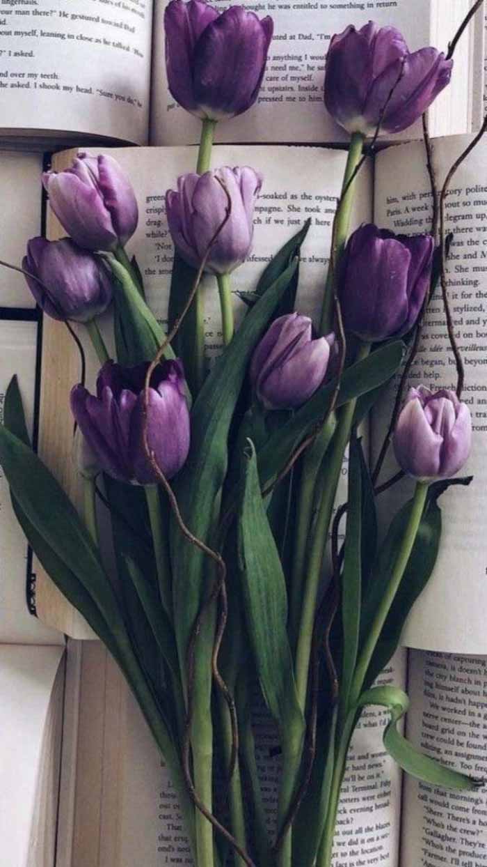 anh hoa tulip 3