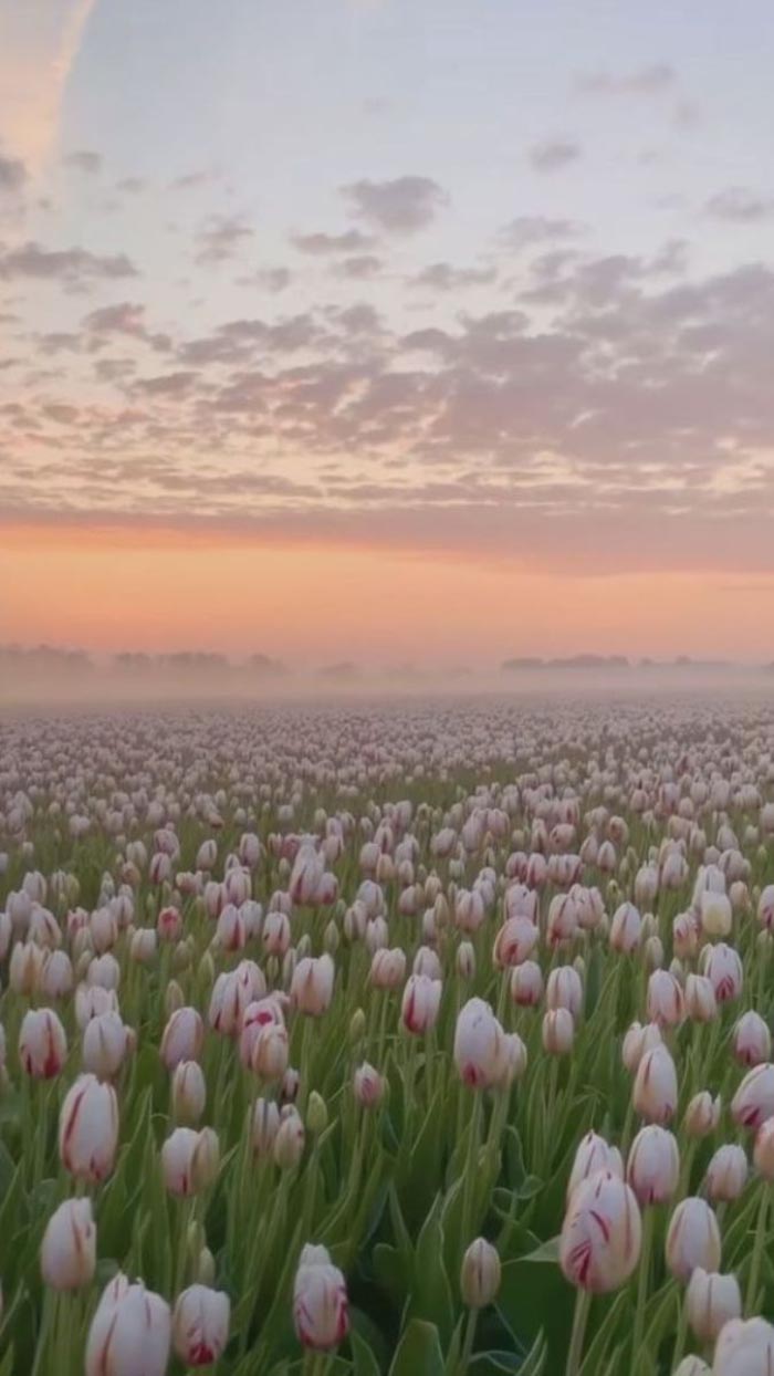 Ảnh hoa tulip mùa xuân