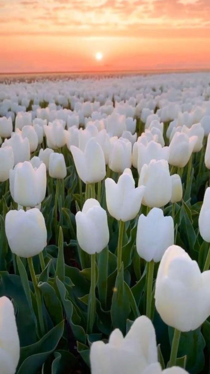 Ảnh hoa tulip gần cận cảnh