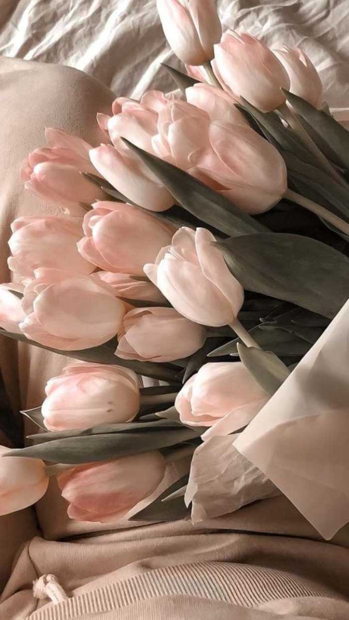 Ảnh hoa tulip