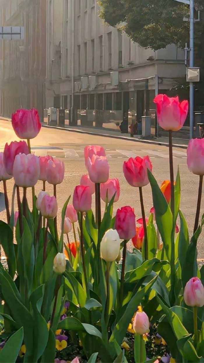 Ảnh hoa tulip
