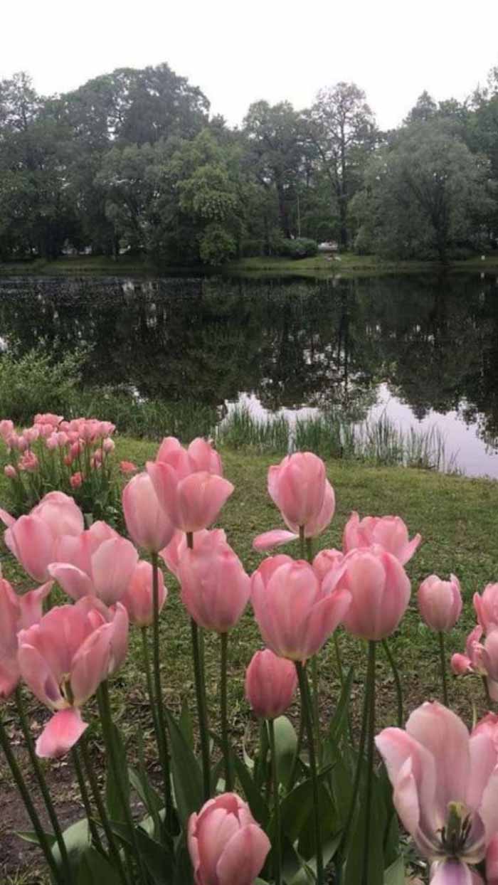 Ảnh hoa tulip
