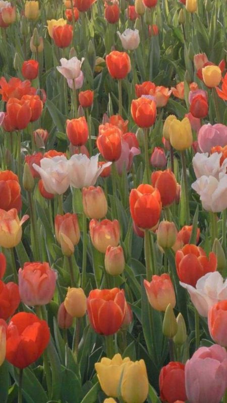101+ Hình Ảnh Hoa Tulip 8k Đẹp Cho Điện Thoại, Máy Tính