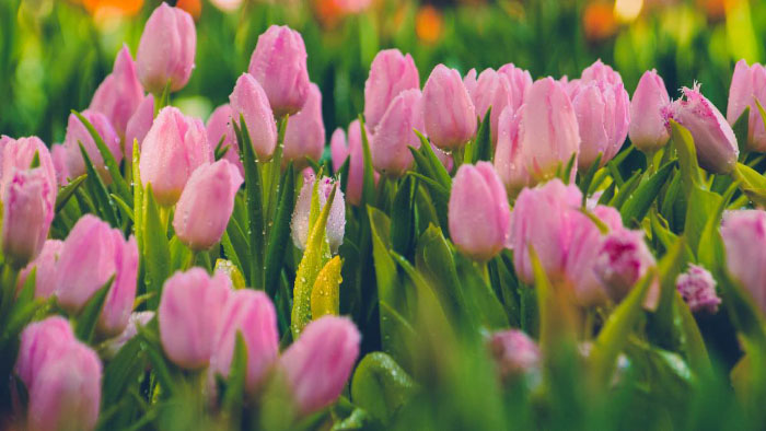 Ảnh hoa tulip