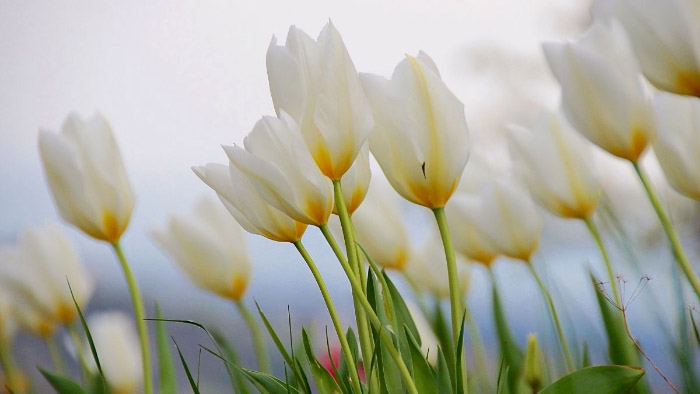 Ảnh hoa tulip