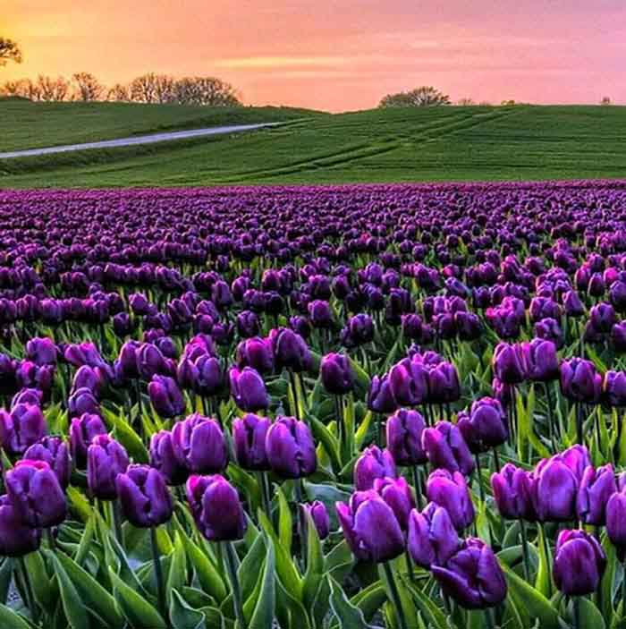 Ảnh hoa tulip