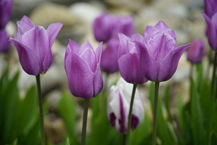 Ảnh hoa tulip
