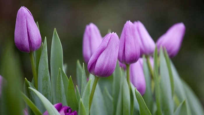 anh hoa tulip 67