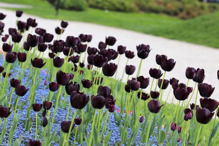ảnh hoa tulip