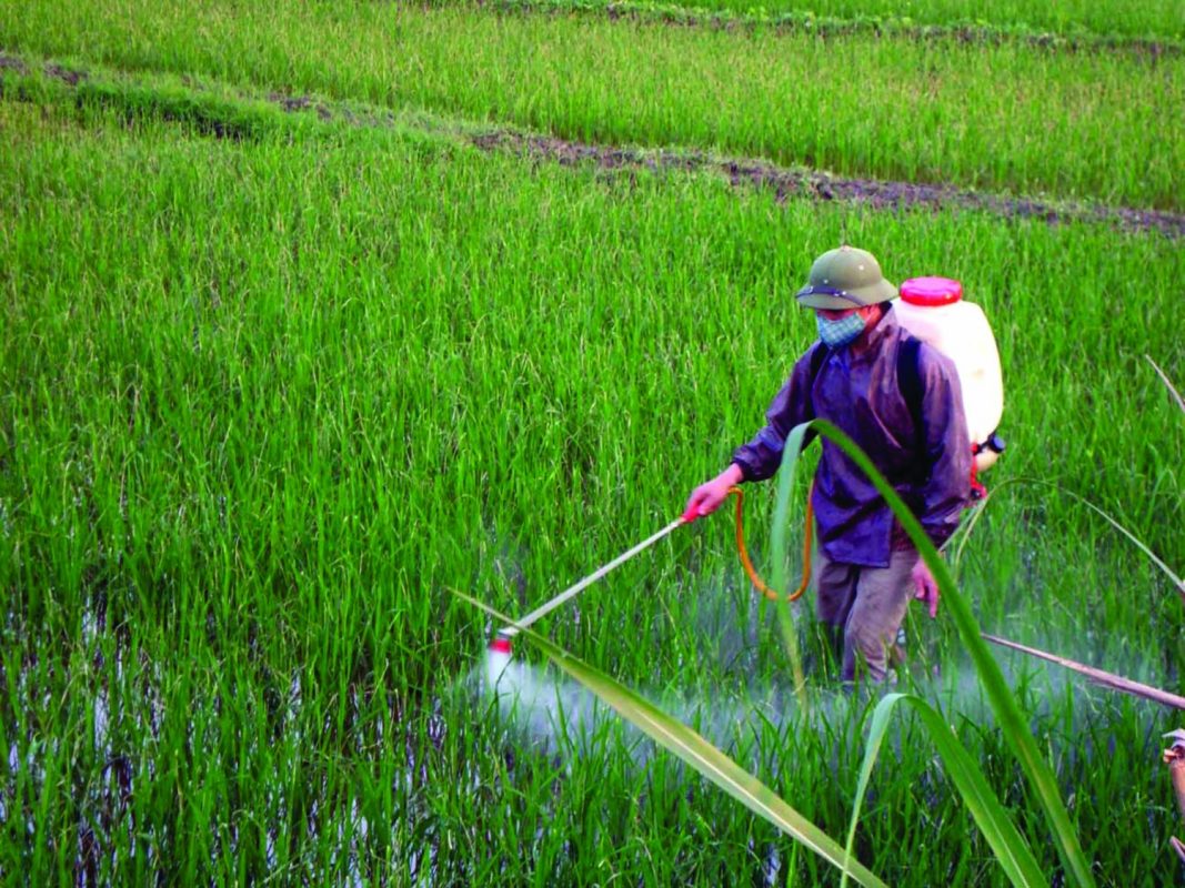 Lạm dụng phân bón hóa học và thuốc bảo vệ thực vật trong sản xuất nông nghiệp - Đài Phát thanh và Truyền hình Điện Biên