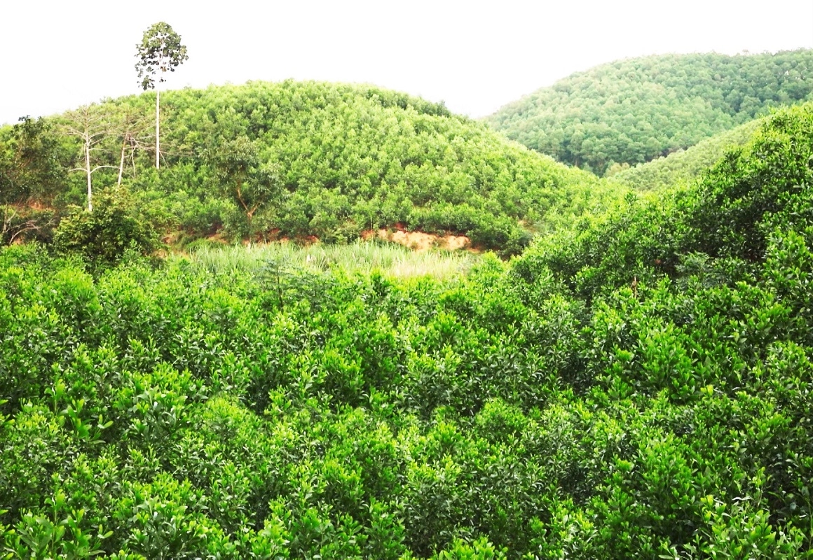 do-che-phu-rung