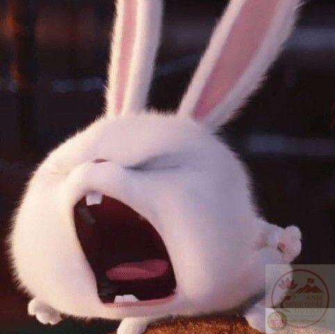 Ảnh nền thỏ Snowball