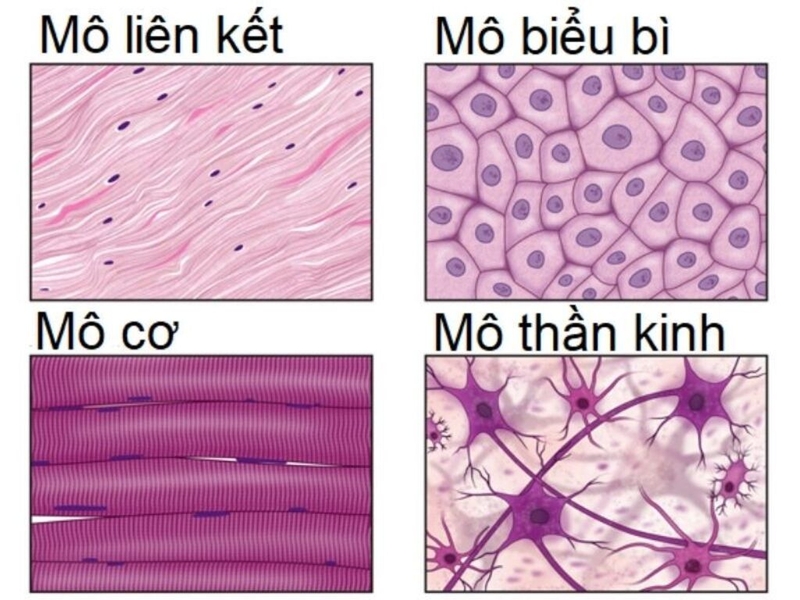 Những thông tin cơ bản về các loại mô trong cơ thể không phải ai cũng biết