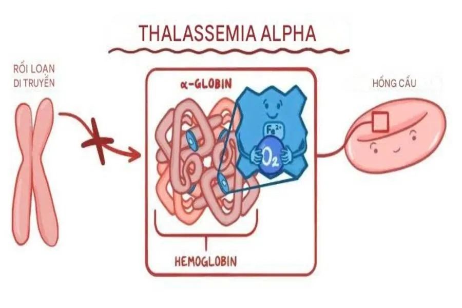 So sánh Alpha Thalassemia và Beta Thalassemia: Hiểu đúng để phòng ngừa hiệu quả