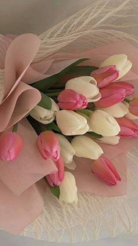anh-hoa-Tulip-11
