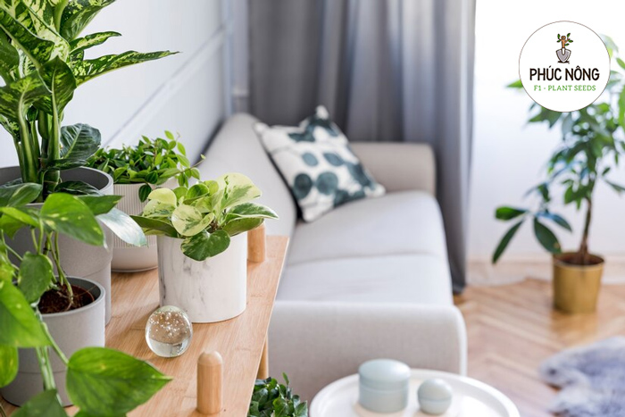 Trồng cây cảnh có tác dụng phong thuỷ