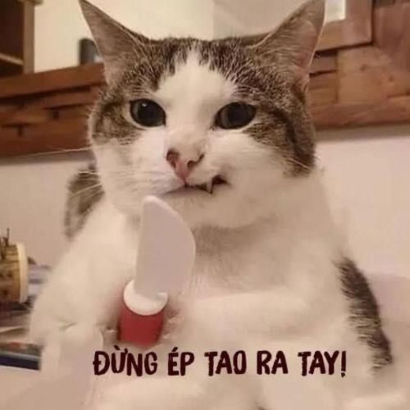 meme mèo cầm dao