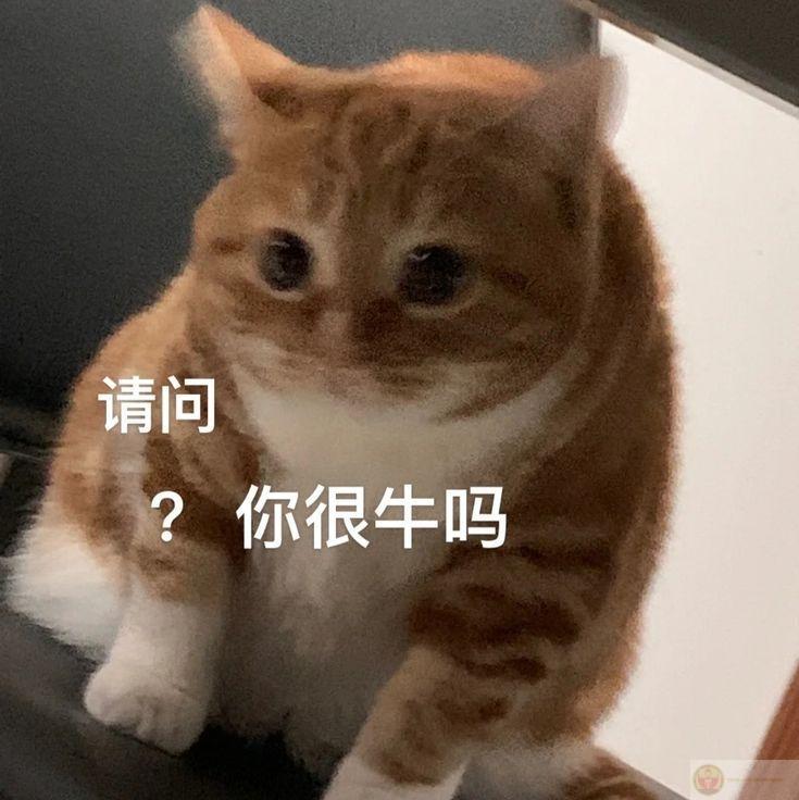 Này là meme Trung Quốc chứ không phải lời xin lỗi