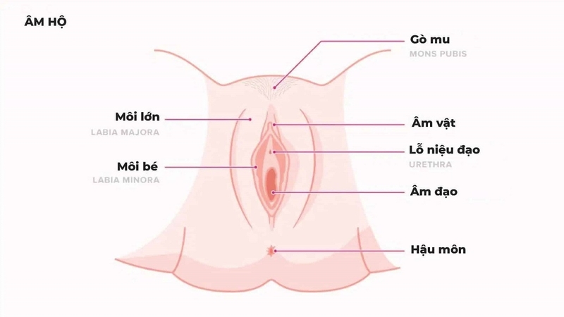 Hình ảnh bộ phận sinh dục bé gái bình thường và cách nhận biết