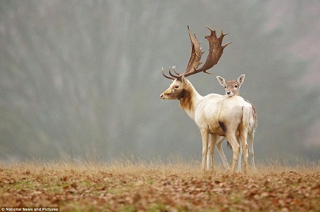 Phóng viên ảnh người Anh Mark Bridger và tác phẩm “Fallow Love” (Tình yêu nơi hoang dã).