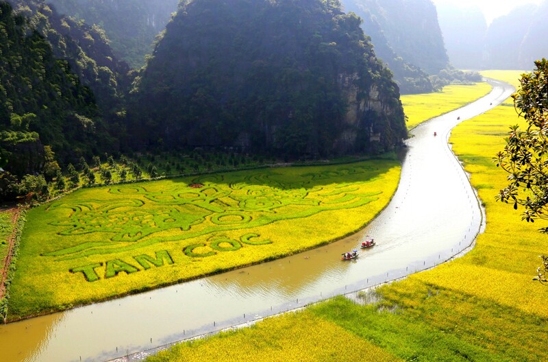 mùa lúa chín Ninh Bình