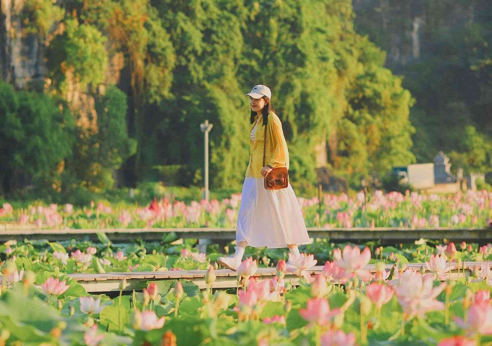 mùa vàng ninh bình