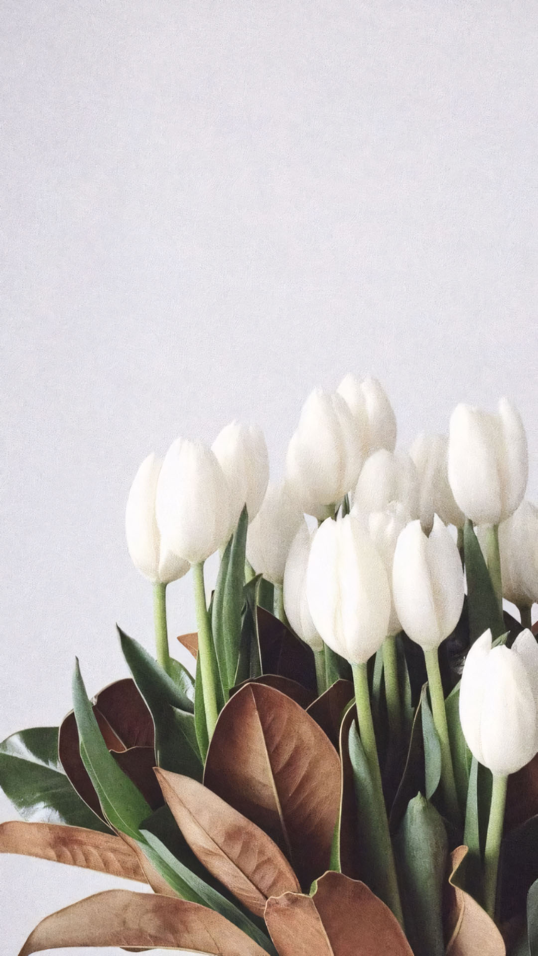 hinh nen dien thoai hoa tulip buon 1920px 1080px full hd 15