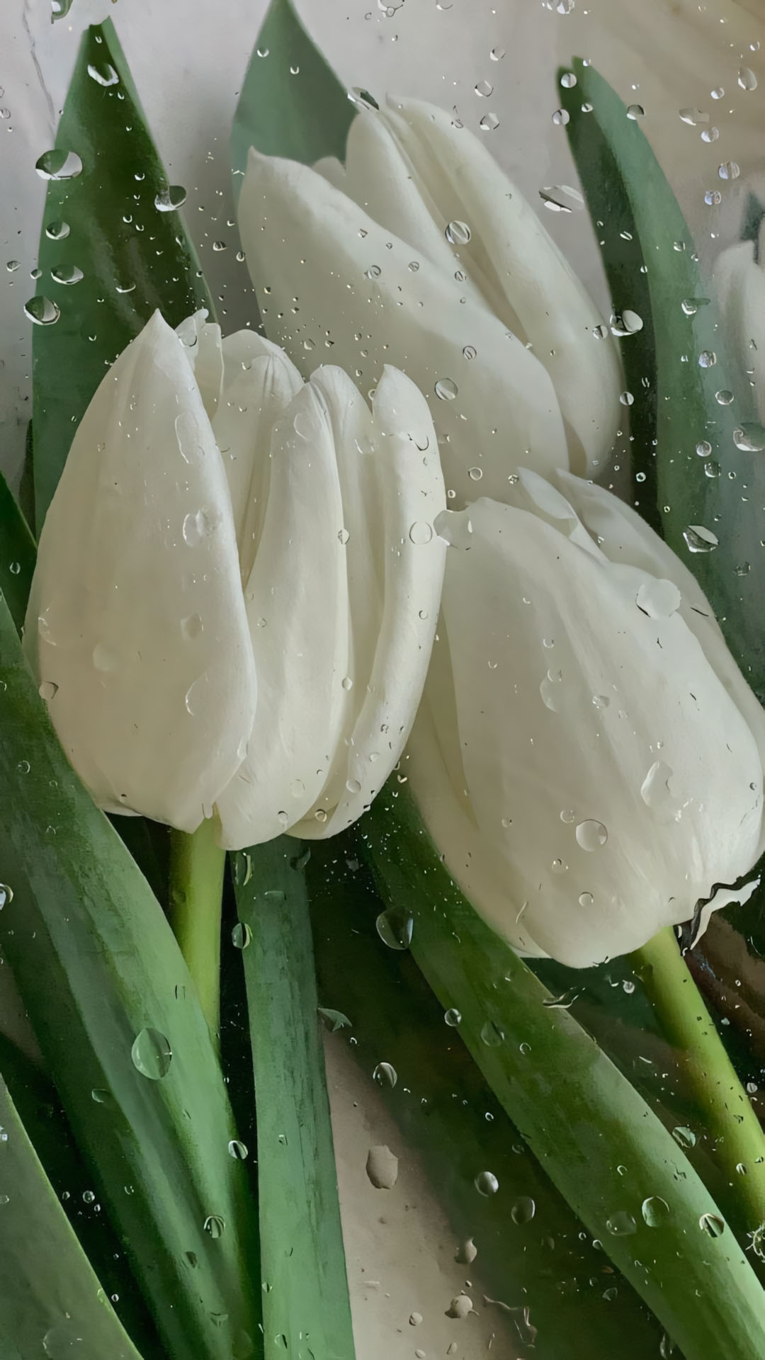 hinh nen dien thoai hoa tulip buon 1920px 1080px full hd 13