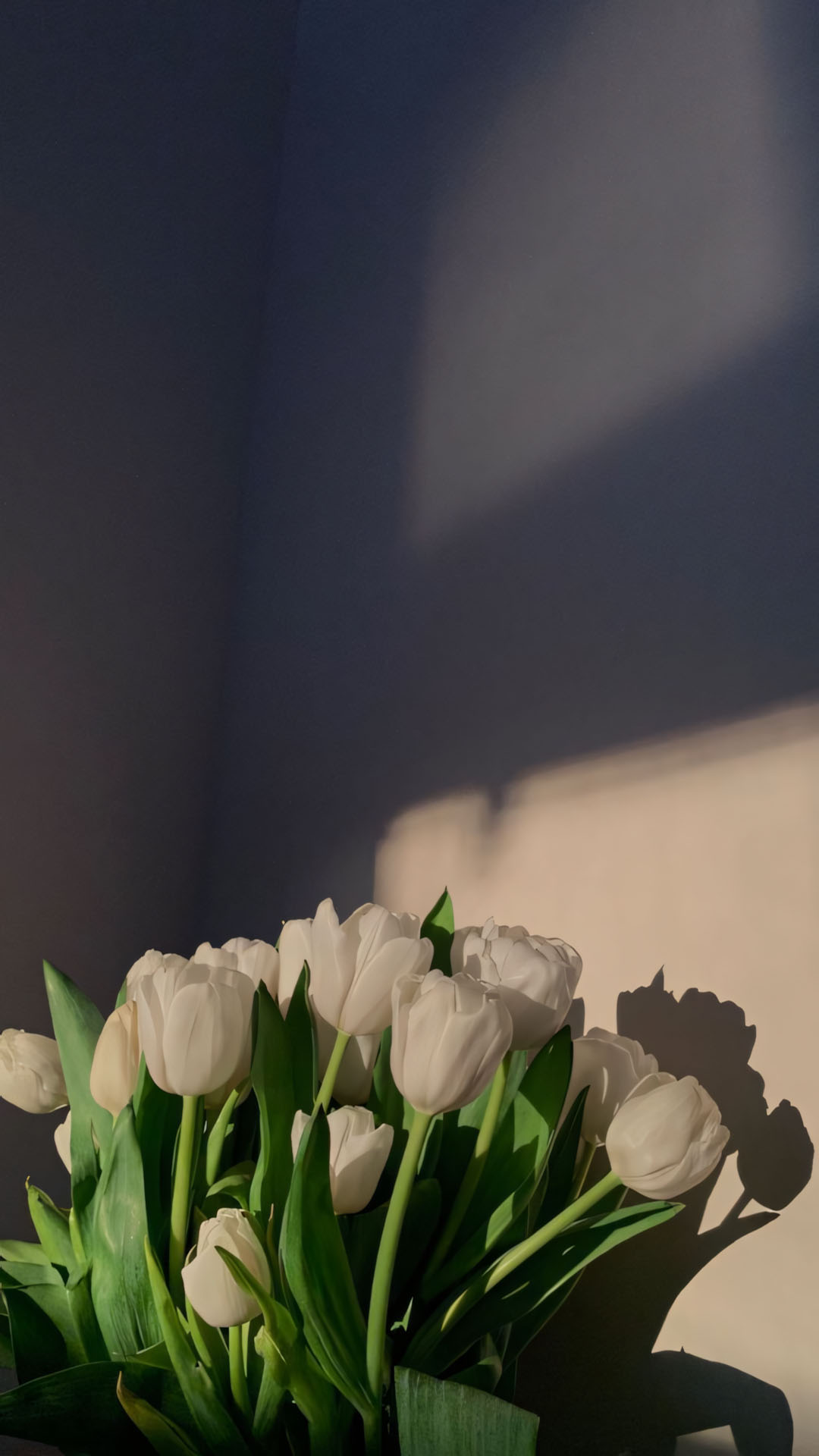 hinh nen dien thoai hoa tulip buon 1920px 1080px full hd 10