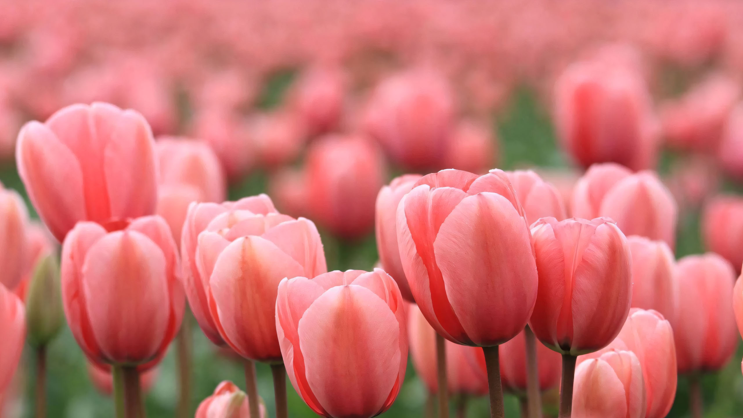 hinh nen may tinh hoa tulip buon 2560px 1440px 2k 11