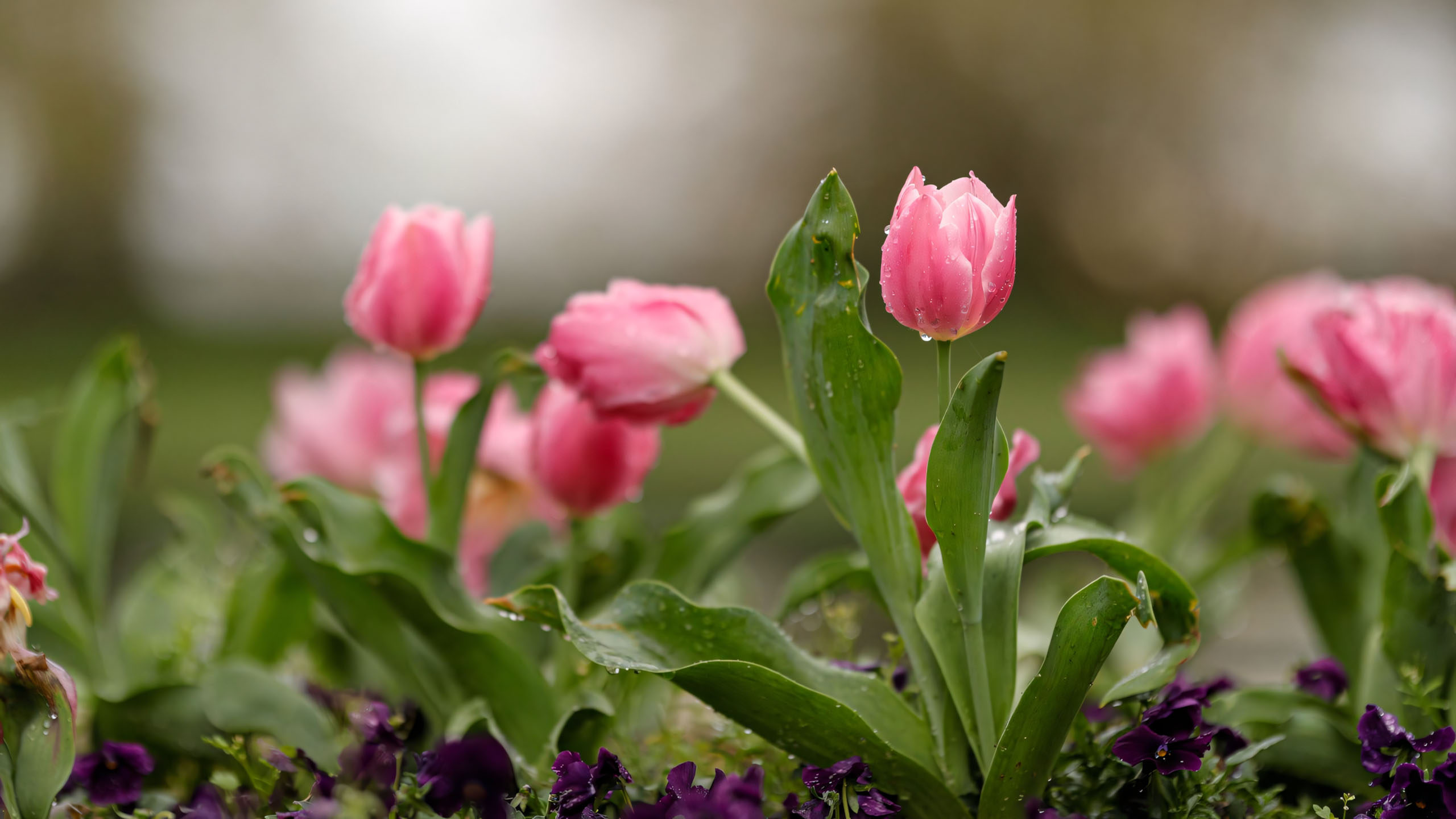 hinh nen may tinh hoa tulip buon 2560px 1440px 2k 2