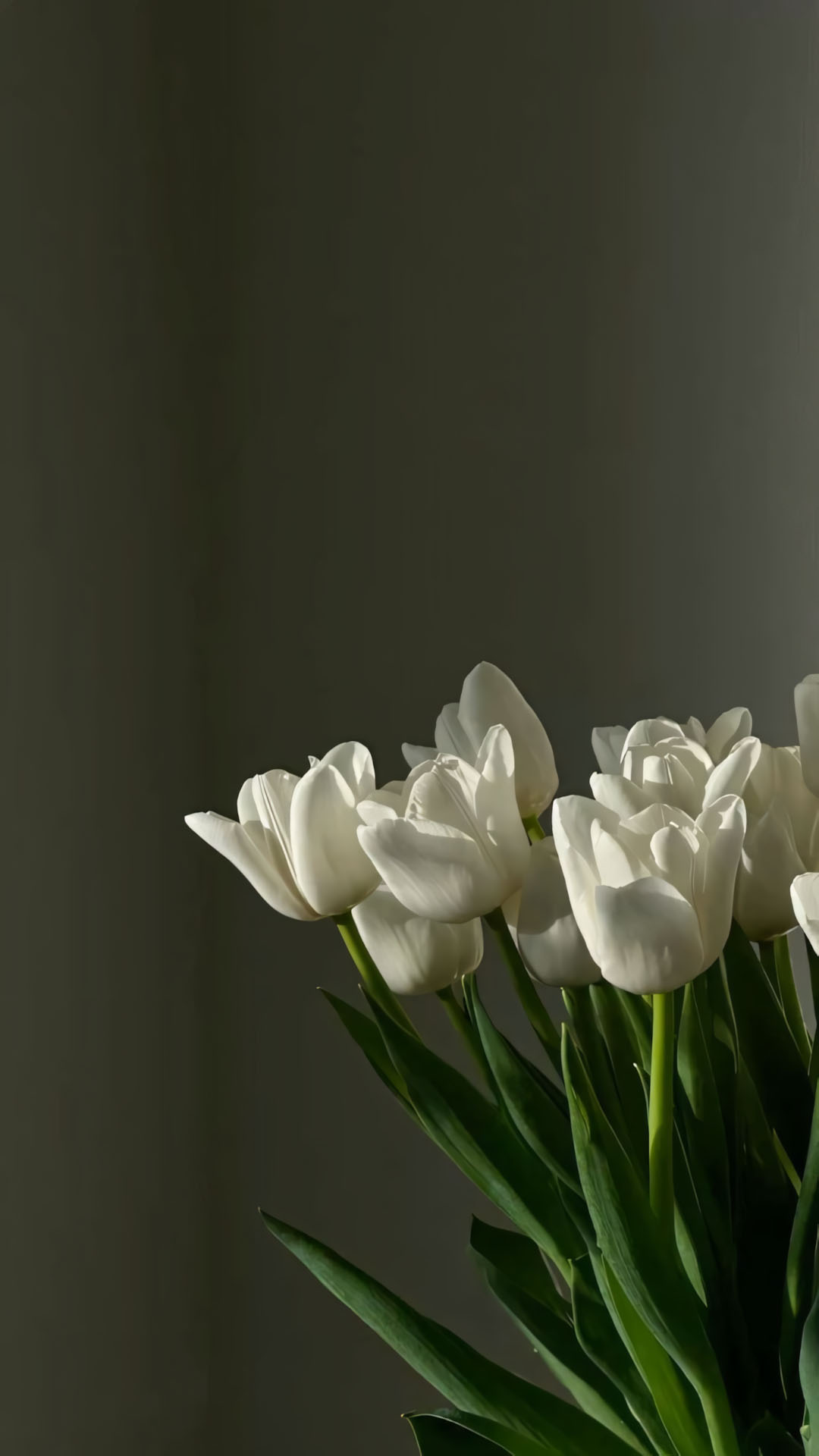 anh hoa tulip trang buon 1920px 1080px full hd 8
