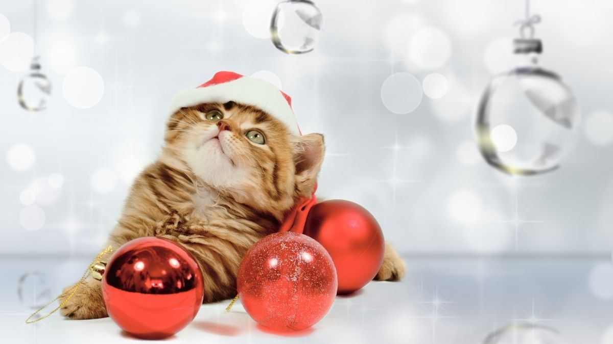 Ảnh mèo Noel cute cho Giáng Sinh