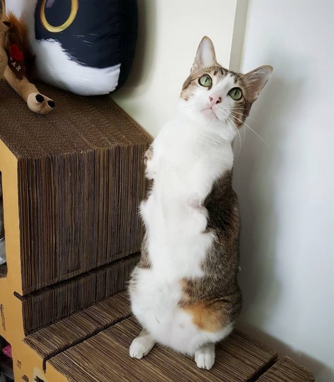 Mèo Đứng 2 Chân