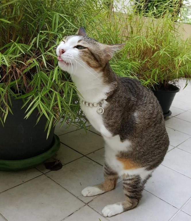 Mèo Đứng 2 Chân
