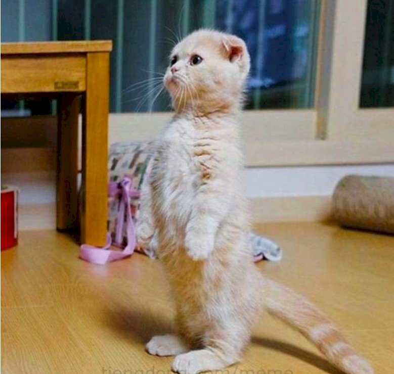 Mèo Đứng 2 Chân