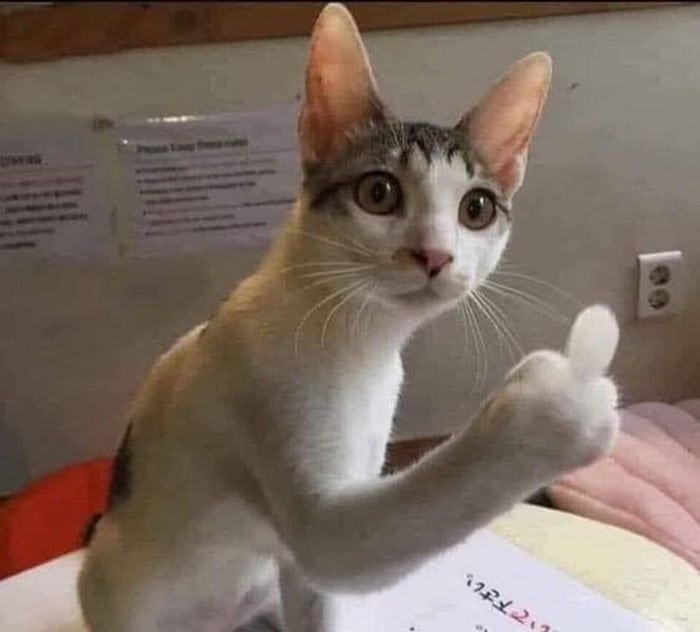 Hình nền mèo mất dạy, meme vui nhộn dùng cho điện thoại
