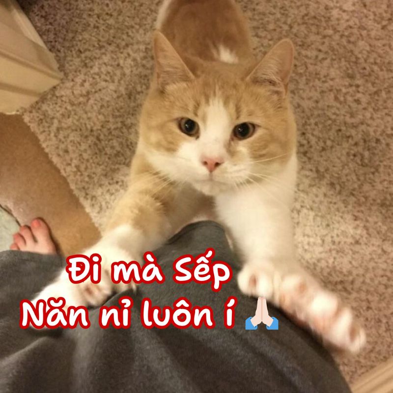 Meme mèo năn nỉ đáng yêu