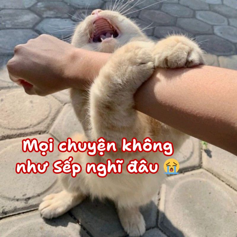 Meme mèo năn nỉ cute