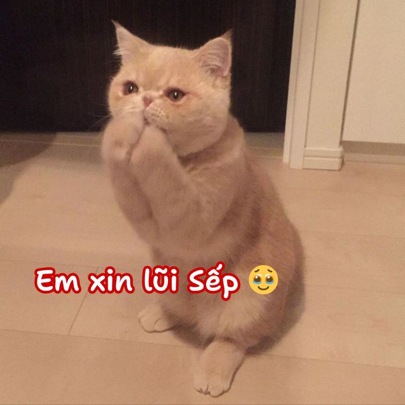 Meme mèo năn nỉ cute