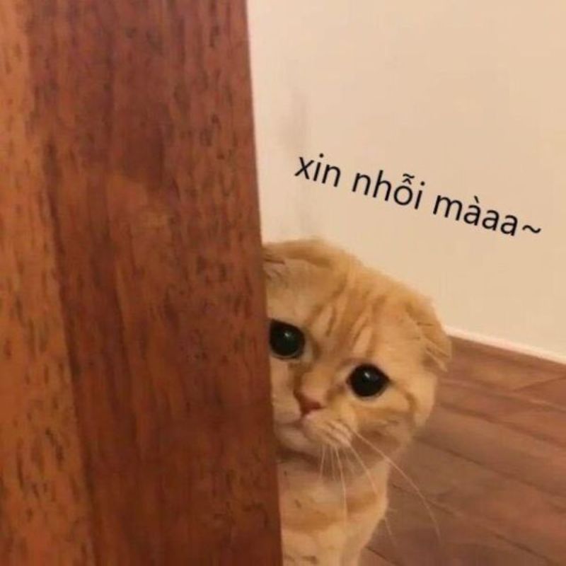 Meme mèo xin lỗi cute