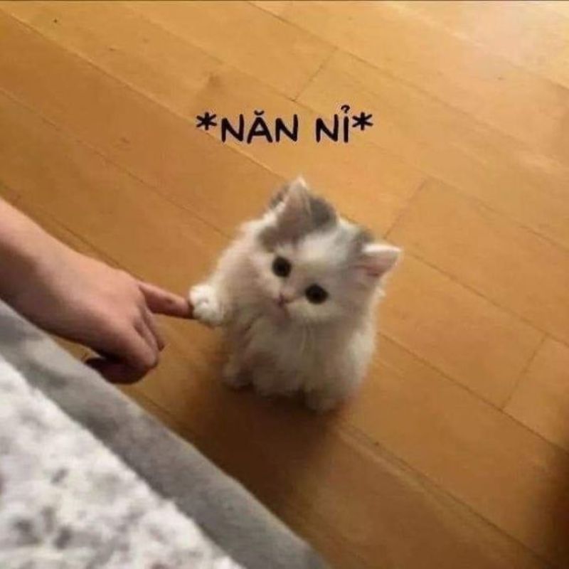 Meme mèo xin lỗi cute