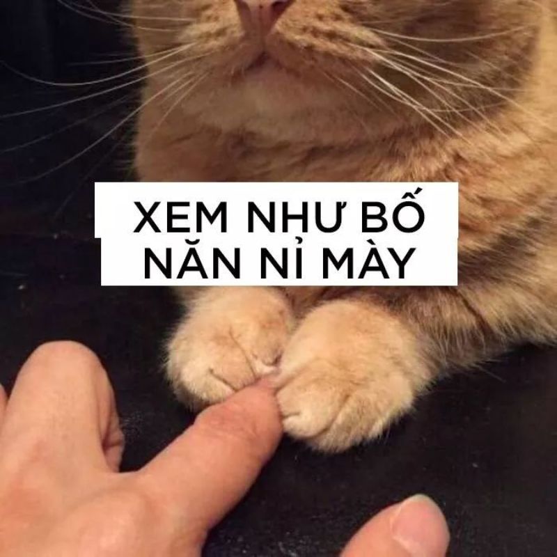 Meme mèo xin lỗi, năn nỉ cute