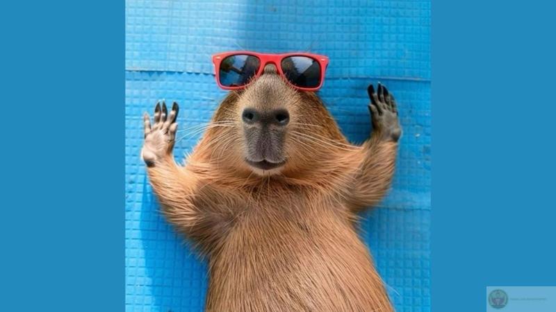 Ảnh Capybara vô tri ngoài đời