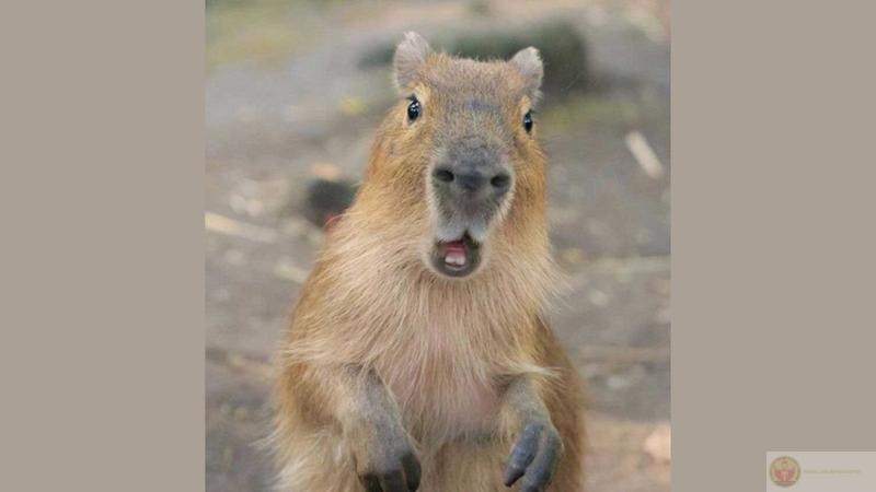 Mọi người hoảng loạn, capybara vẫn im lặng